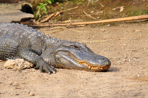 crocodile